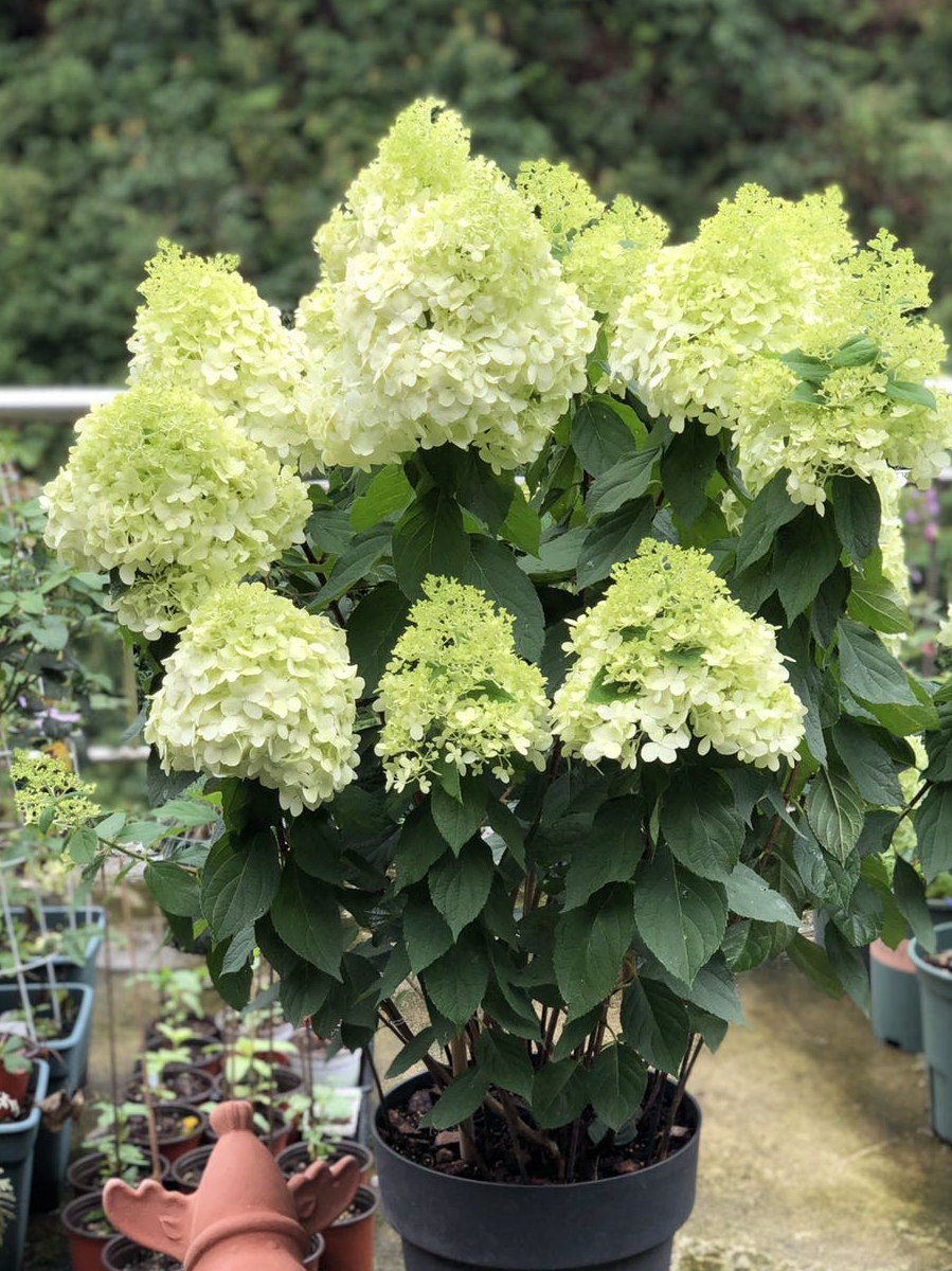 此植物超耐寒,东北能露养过冬,花大美丽花期长,阳台盆栽也可以