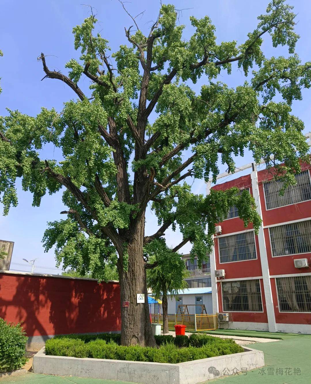 古树位于西大埠村小学校园内西墙根处