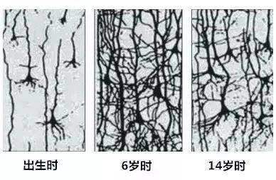 大脑突触发展规律图图片