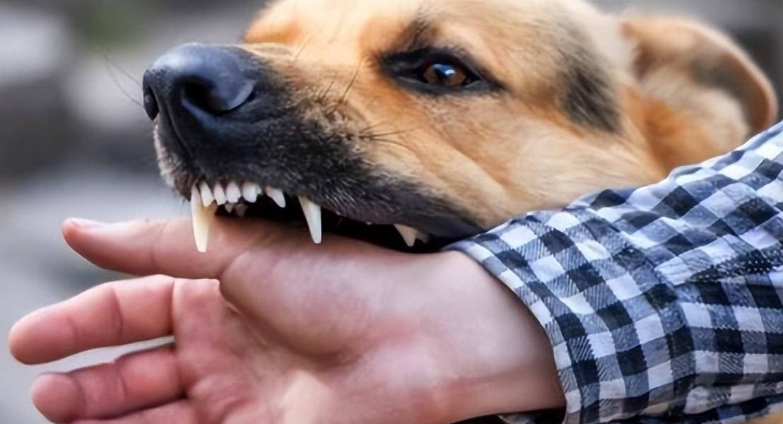 回顾:沈阳恶犬咬人被打死,伤者要求赔偿反被告,要赔狗