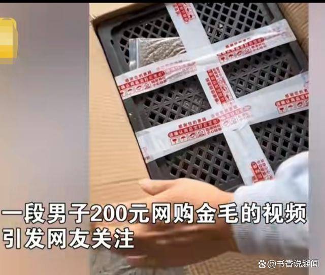 花200元网购金毛，到货一看傻眼了，网友：你捡漏了，它叫金毛