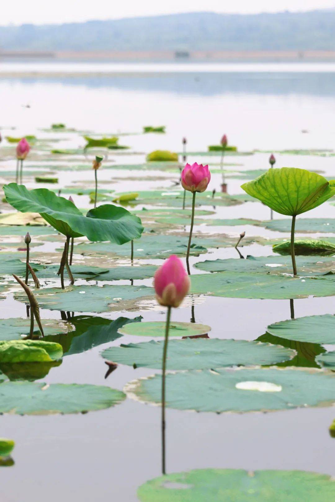 "夏雨荷"清丽上线!夏日氛围天花板,快去打卡~_荷花_荷叶_淄博