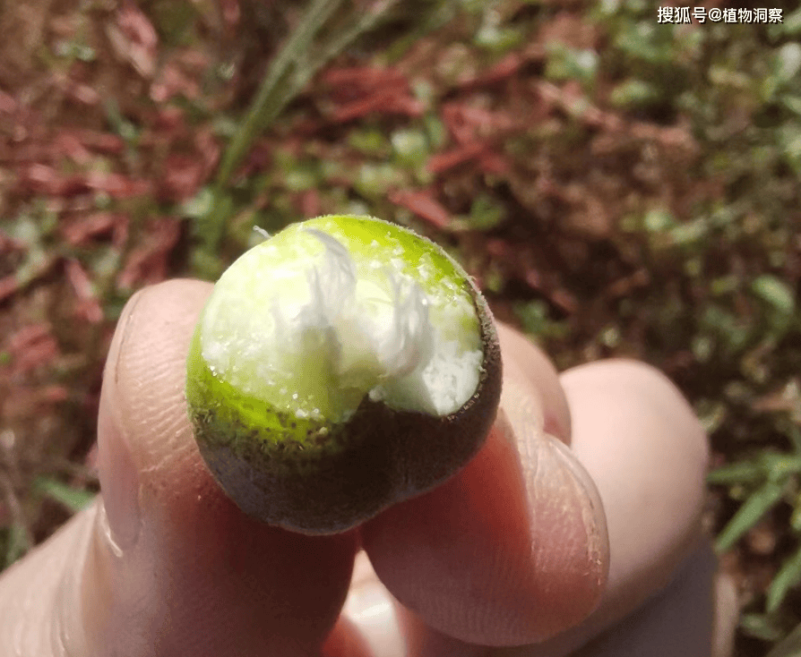 这野果钙含量比牛奶高,俗称"马奶奶",可食可入药,如今罕见,100元1斤!