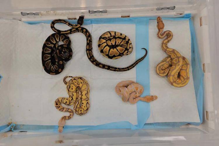 男子裤子口袋内装104条活体蛇进境被查