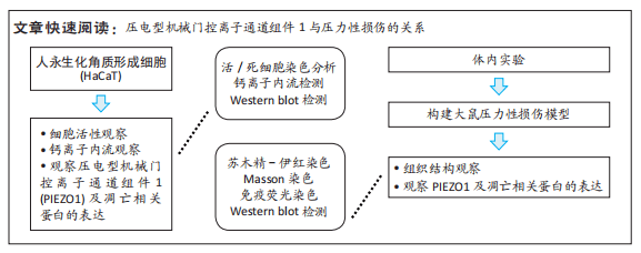 机械门控离子通道图片