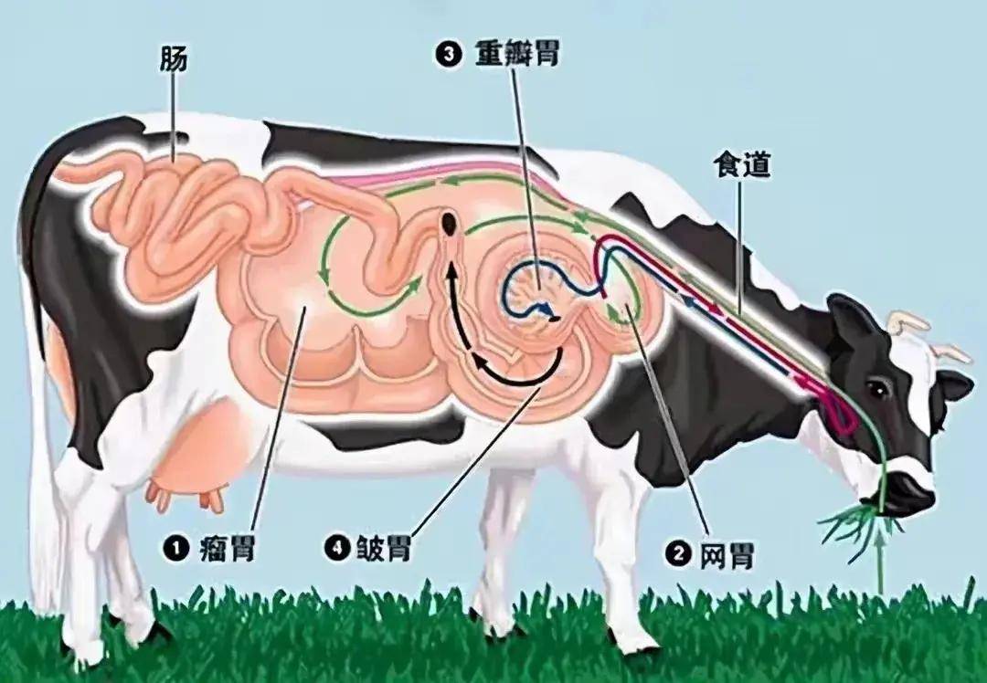 第三个是重瓣胃(牛百叶),它把从网胃过来的粗糙大颗粒食物进行加工细