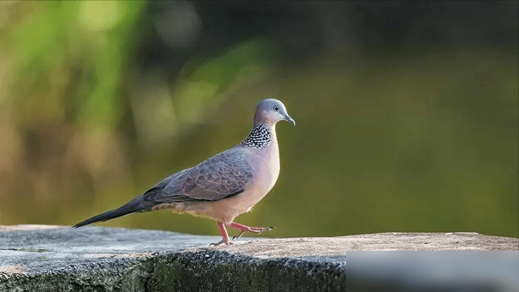 斑鸠随处可见