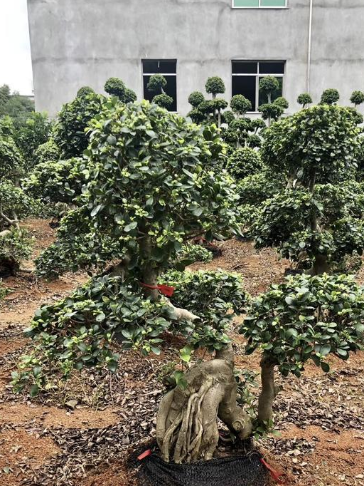 可以摆放在阳台的盆景树是有很多的,而榕树就是其中一种,它是一种能够