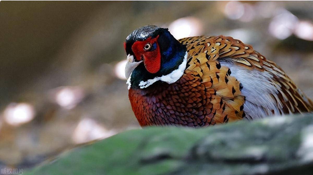 东北野鸡"满天飞",为什么连吃货都无能为力,农民直言:惹不起