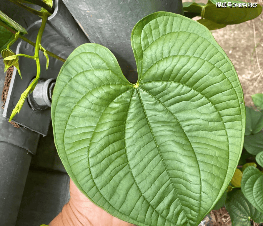 这植物长满"巧克力",俗称"黄独",根形似魔芋,若遇到就赚了!