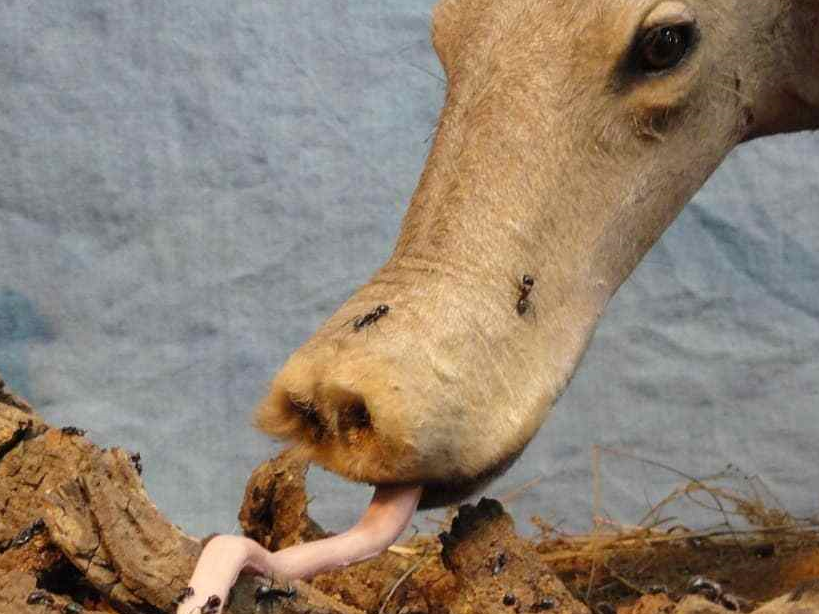 没毛的袋鼠?长耳朵猪?变异物种?都不是,这种奇怪的动物叫土豚