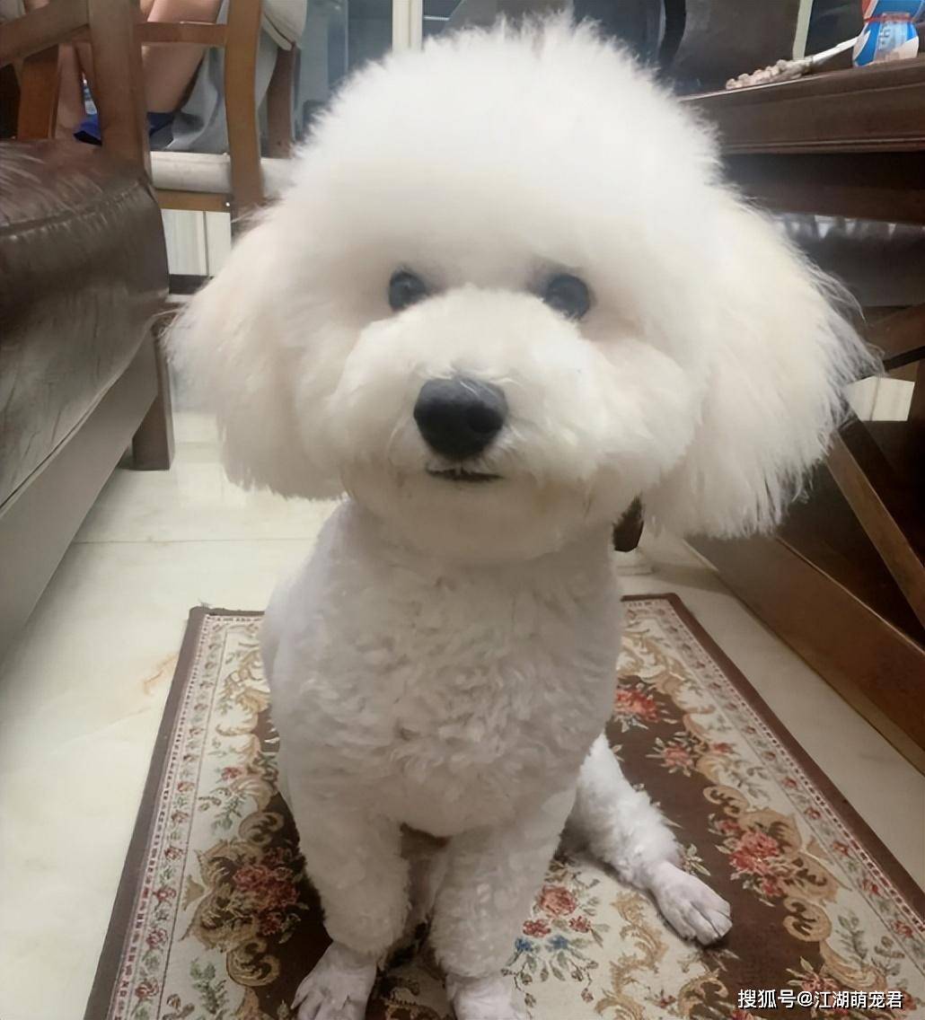 养狗久了才知道,比熊"思念"主人,有这7个表现_方式_叫声_尾巴