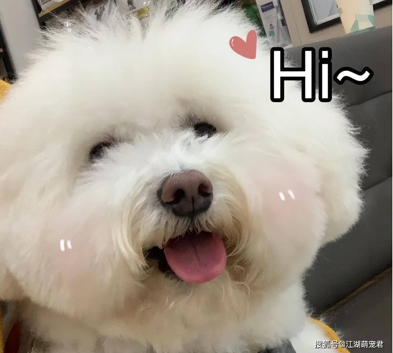 养狗久了才知道,比熊"思念"主人,有这7个表现_方式_叫声_尾巴