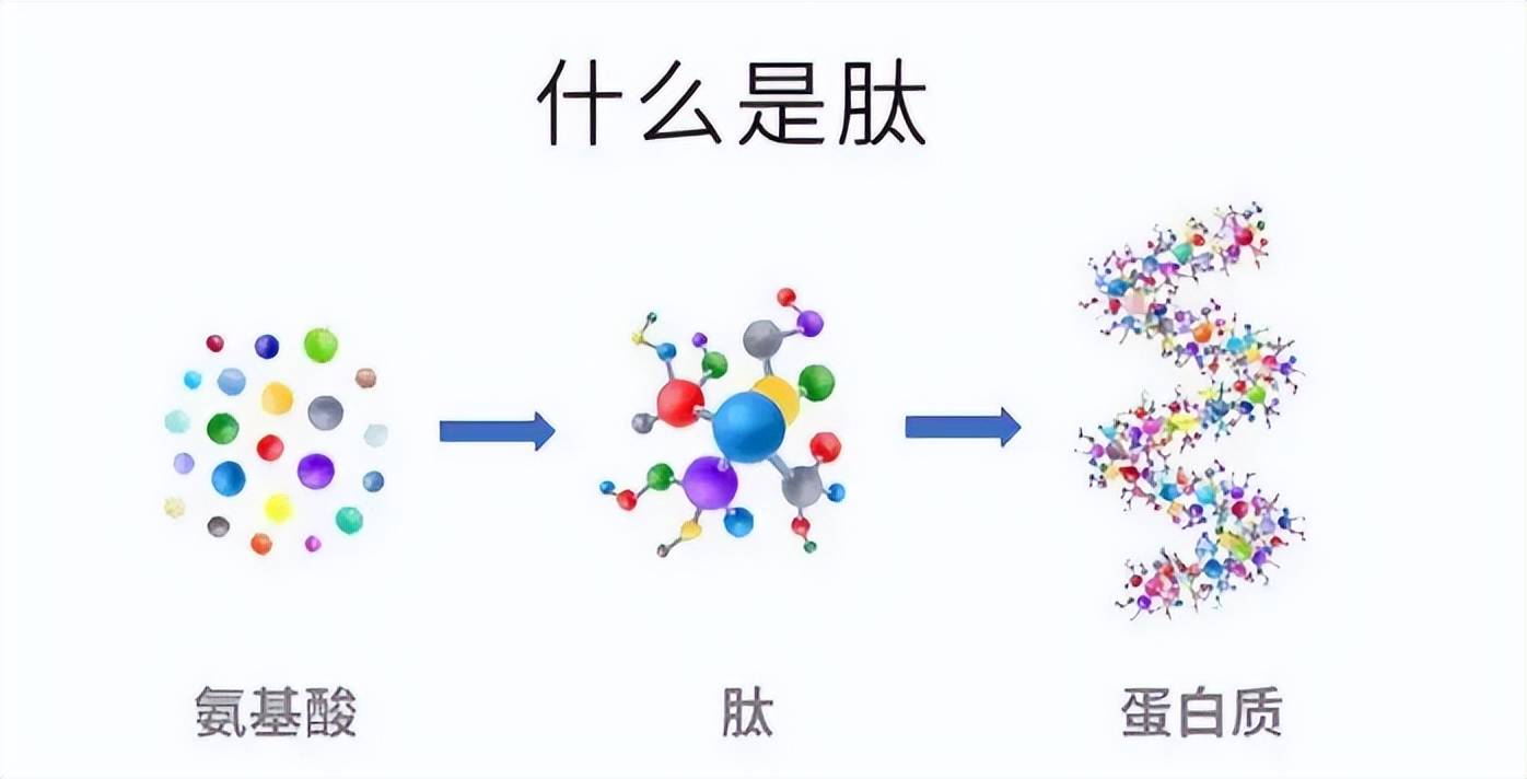 但是经过研究发现,氨基酸不能直接构成蛋白质,而必须互相结合形成肽链