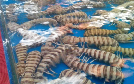 揭秘:在国内几十块一斤的皮皮虾多少人不舍得吃?