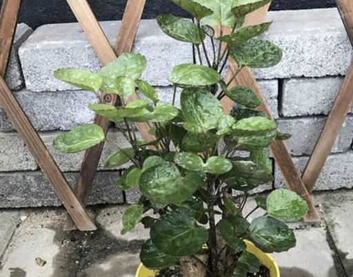 金钱树别养了,2种花"寓意好",放家里"招财",可以养20盆!