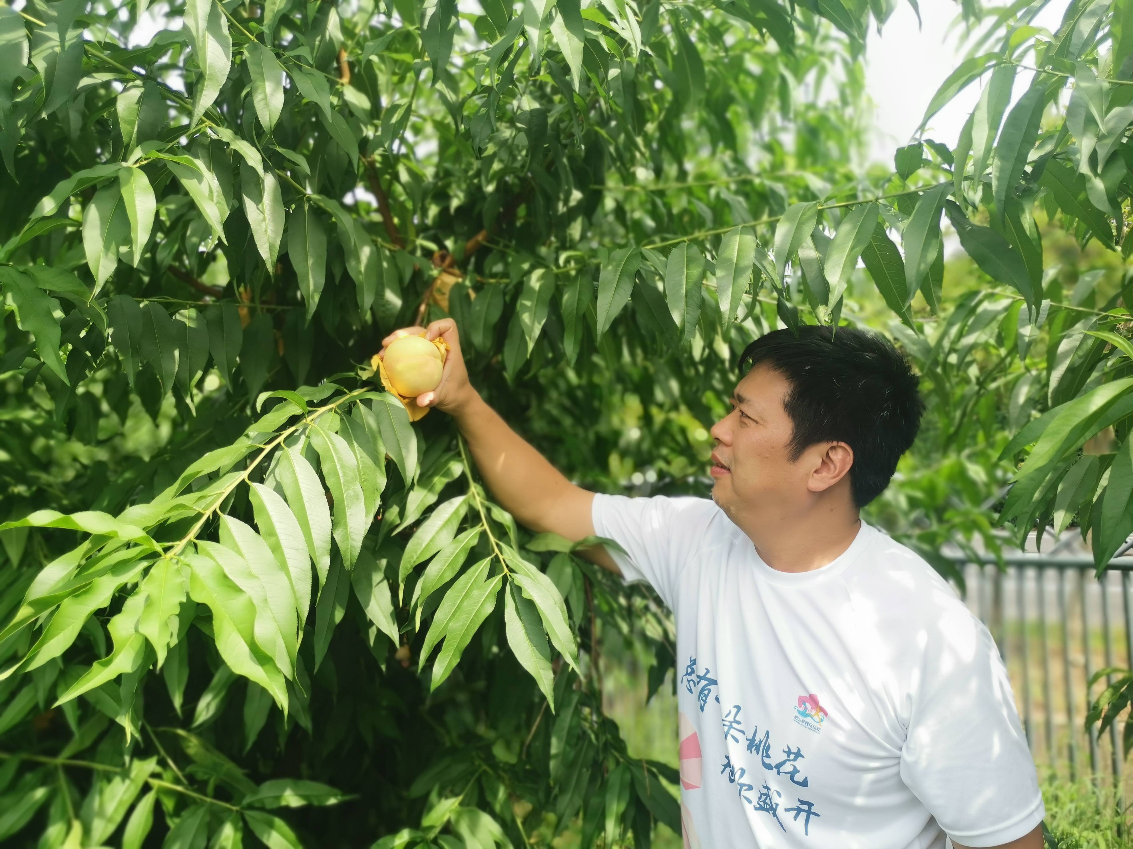 而在众多水果中