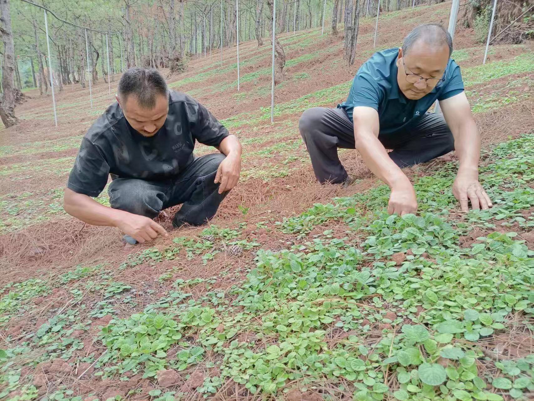 楚雄市东瓜镇兴隆村:林下中药材种植拓宽产业致富路