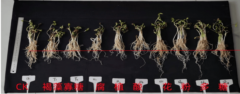 油菜花根茎叶基本结构图片