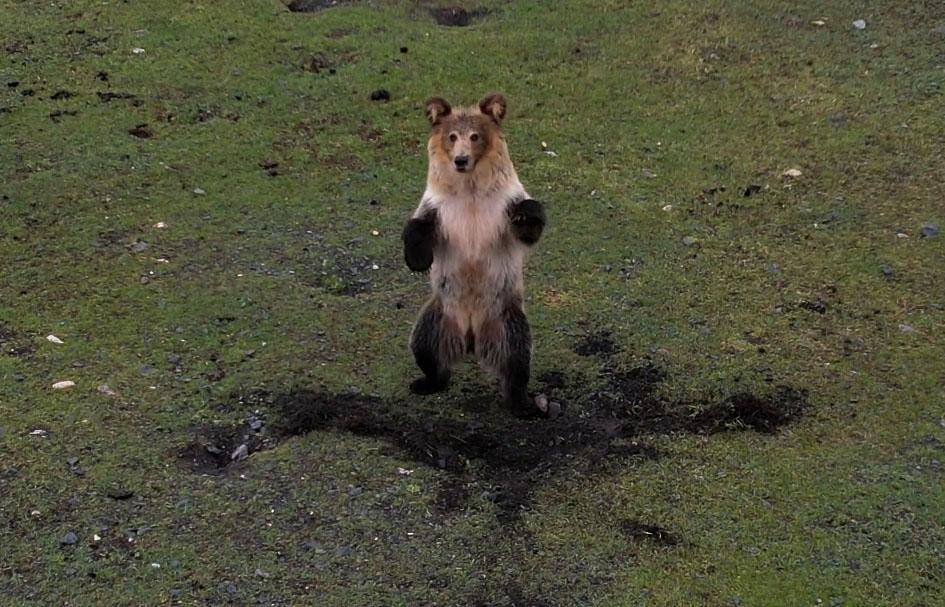 西藏5只棕熊闯入羊圈里,吓得300只羊逃窜,后敲击铁盆才将其赶走