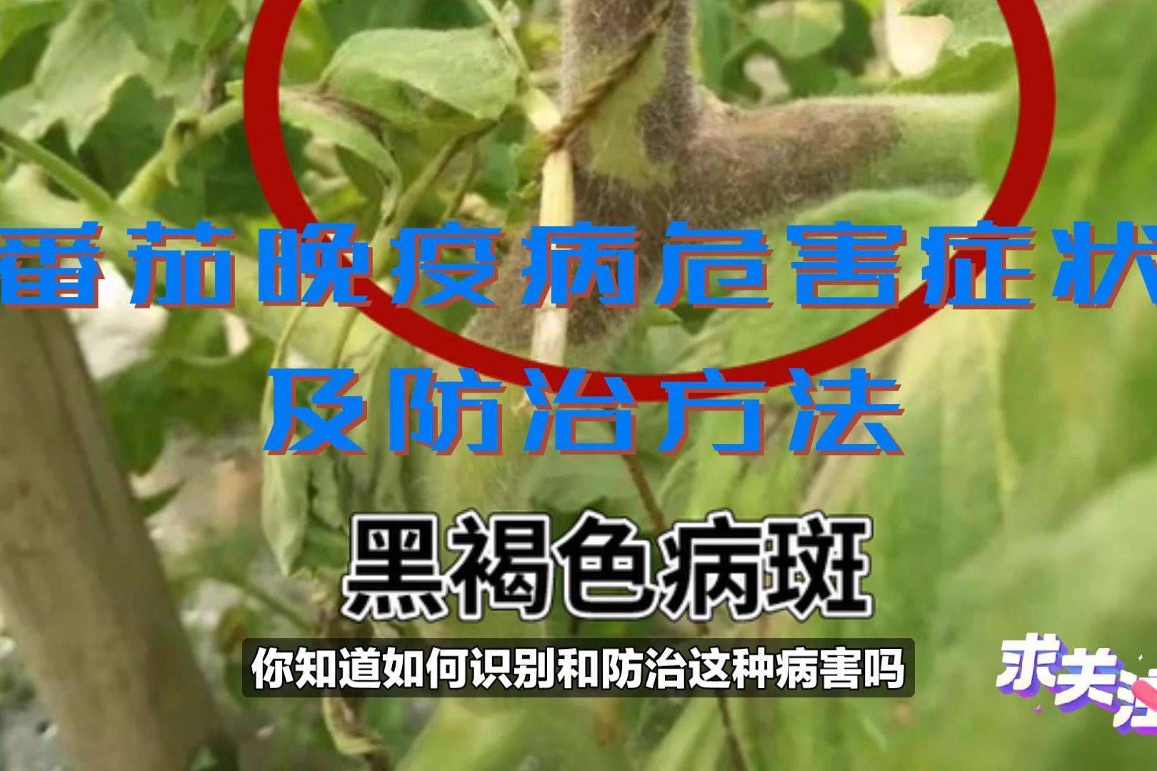 番茄晚疫病防治方法图片