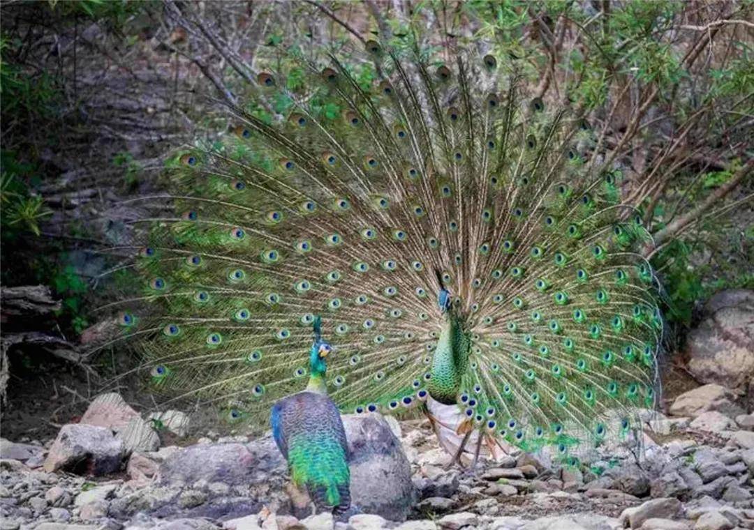蓝脚鲣鸟在求偶时,为何会竖起尾羽并高高抬起一只脚,展示其脚面鲜艳的