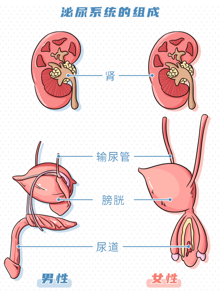 泌尿外科特别针对泌尿系统一系列病变的科室