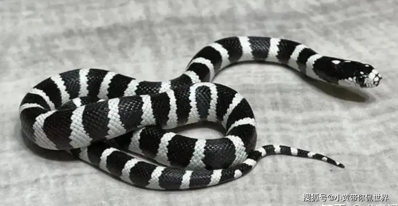 广东最多的十种毒蛇!看看你认识几种