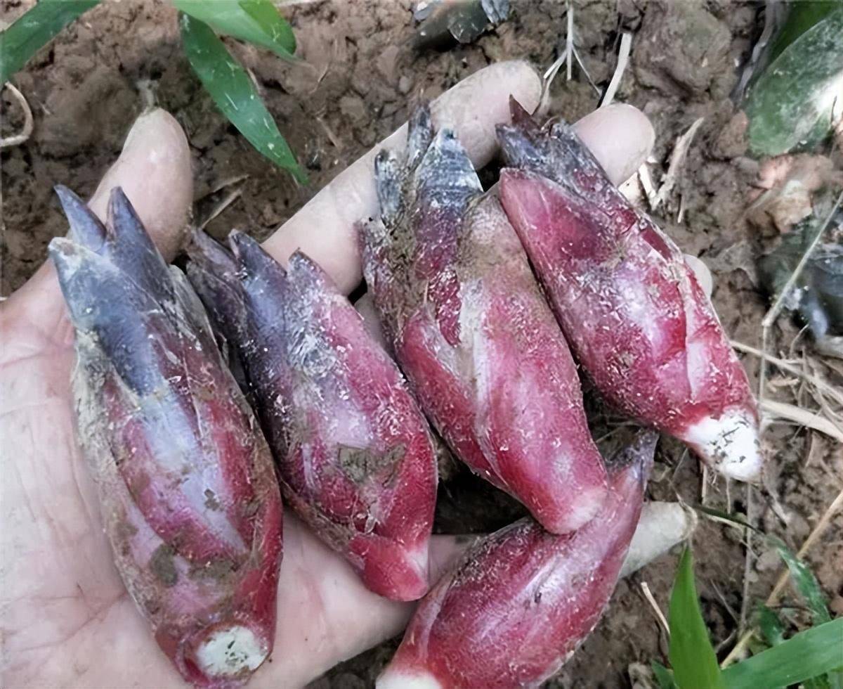 这种野草农村人拿来喂猪,日本人却称为"亚洲人参",你吃过吗?