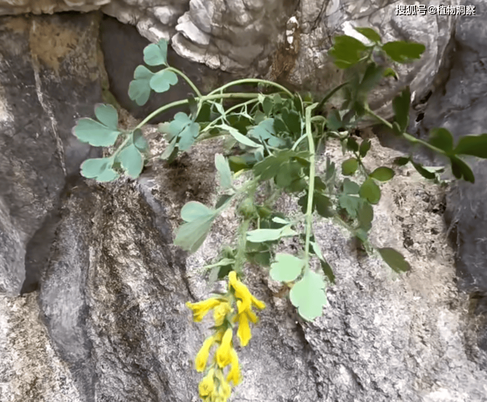 这植物生于悬崖绝壁