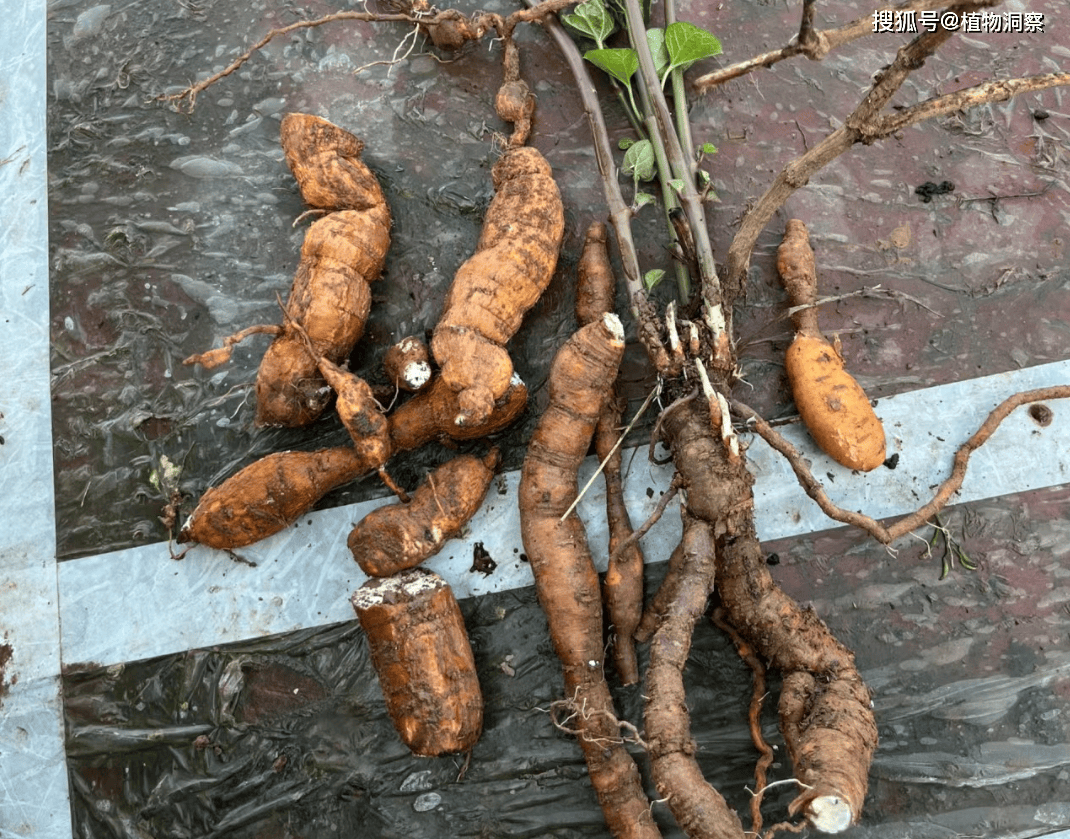 潮汕草药山木仔图片