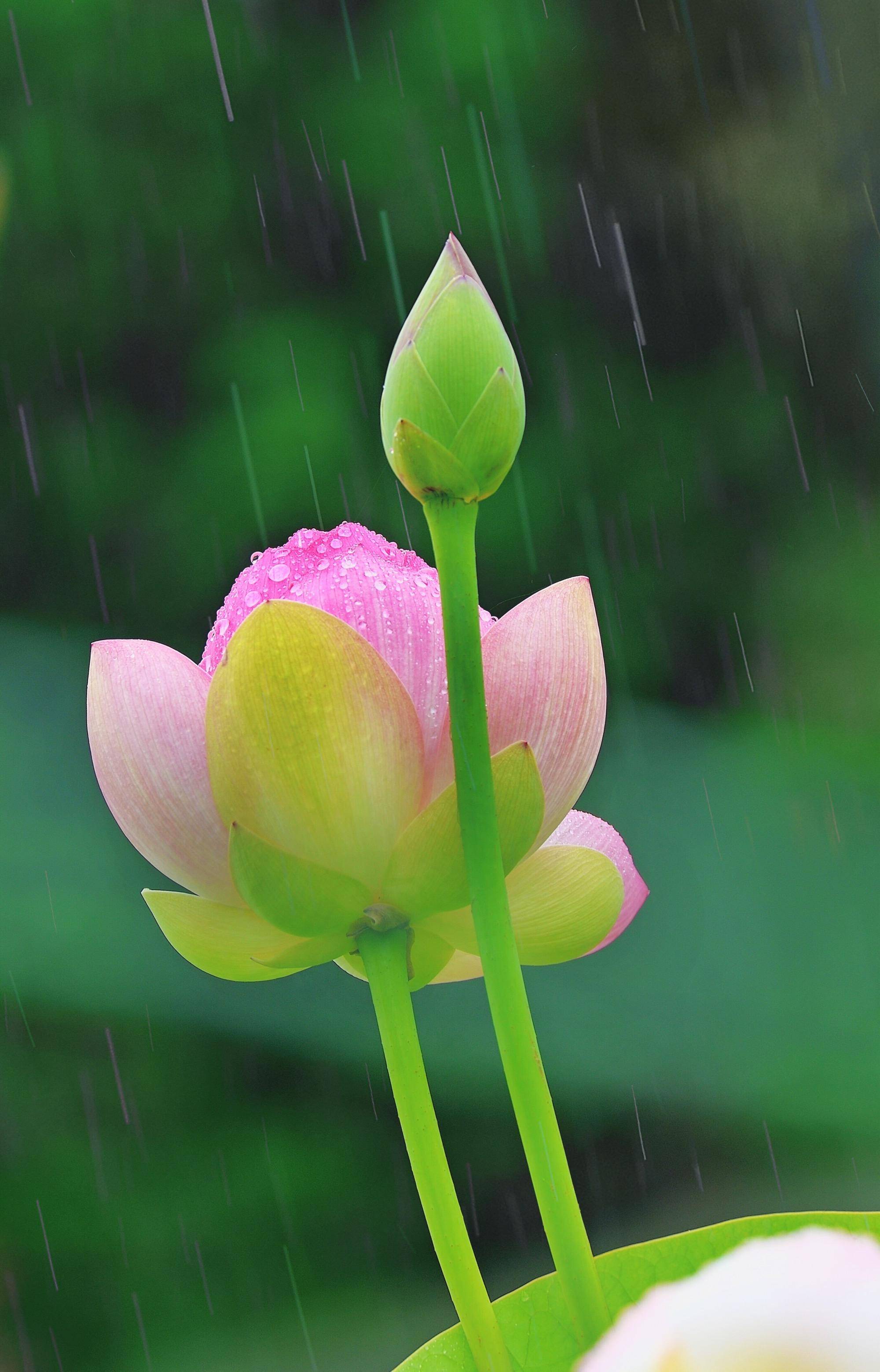 十五首有关雨荷的诗词,一阵风来碧浪翻,珍珠零落难收拾