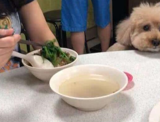 七大幼犬饲养的禁忌，新手快来瞧瞧~