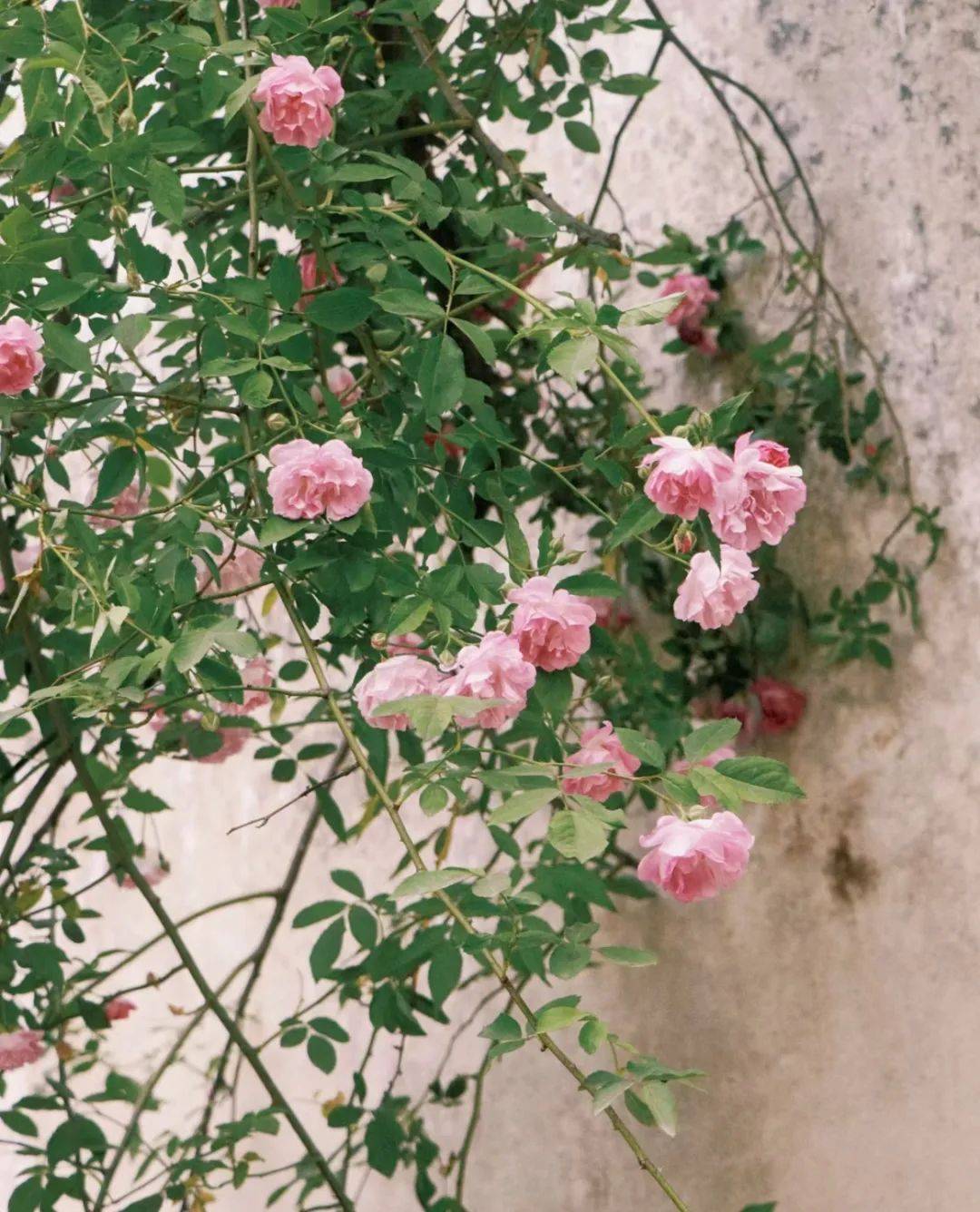 花筑奢|苏氏园林的后劲太大了!永远会为中式美学心动