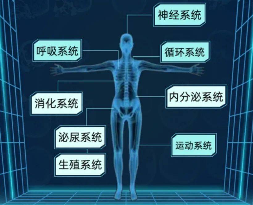 人体各大系统综合图解图片