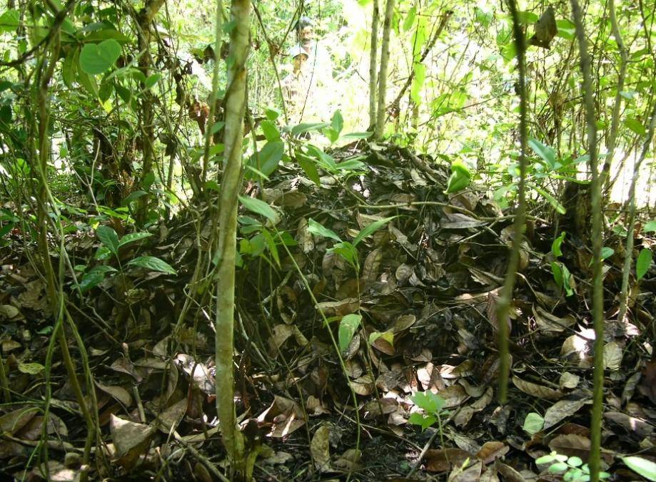 一家四口在杂草堆上快乐蹦跳,被网友紧急喊停,说那是过山峰蛇窝