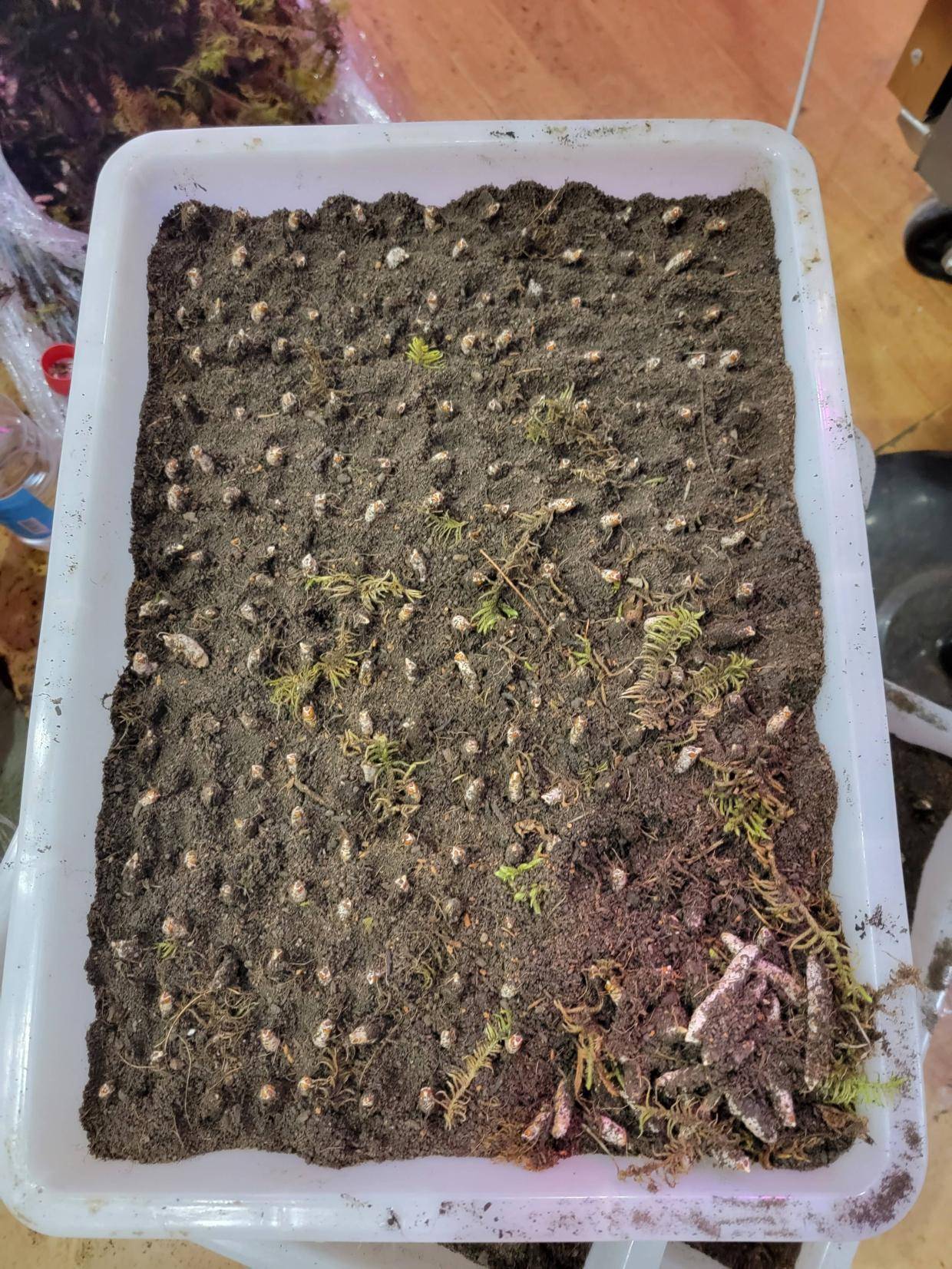 虫草蝙蝠蛾幼虫蚕蛹培育种植想了解的朋友随时交流探讨学习