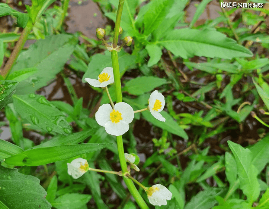 这植物叶子像燕尾,俗称慈姑,球茎可食可入药,10元1斤!