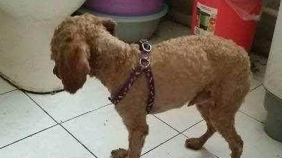 泰迪犬身上有"虫"的6个表现,再不驱虫后果很严重_寄生虫_狗狗_工作