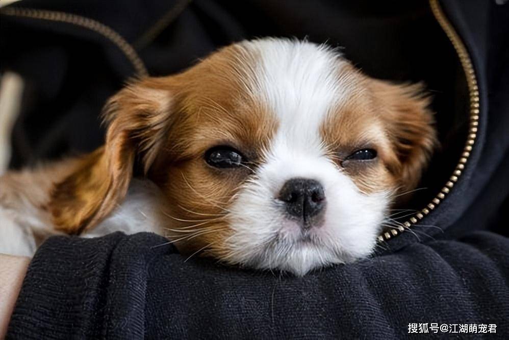 这意味着你需要花费更多的时间和精力来训练它们适应社交环境,提高