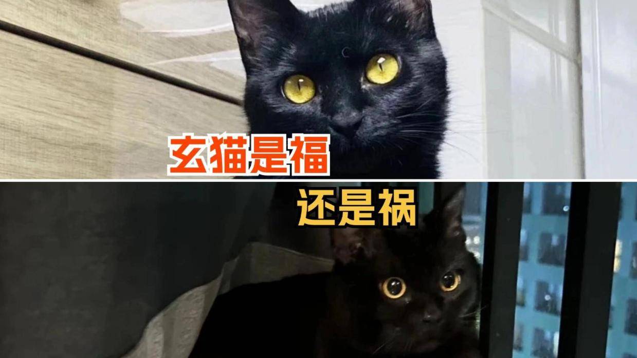 关于玄猫，你了解多少？
