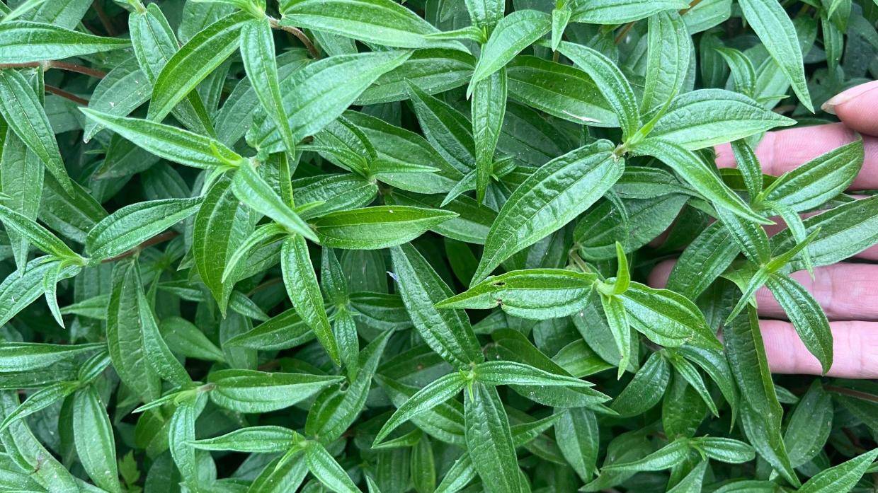 农村不起眼的"护肝仙草",用途特别强大,绿化带里也能看见它