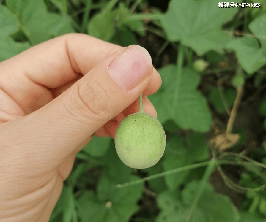 野生马泡瓜图片