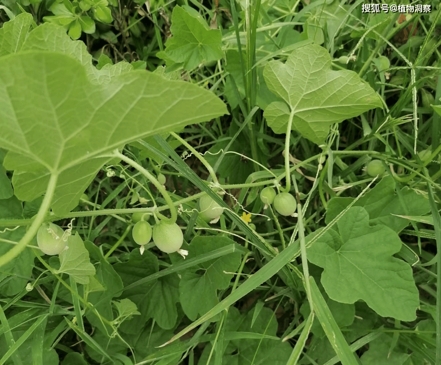 马瓜图片