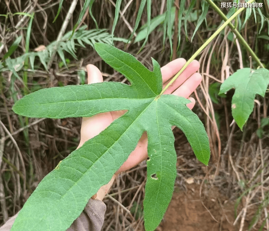 人称"五指毛桃",叶片像人的手掌,根可以煲汤,椰奶香浓郁,80元1斤!