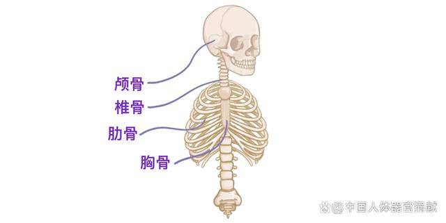 骨窝图片