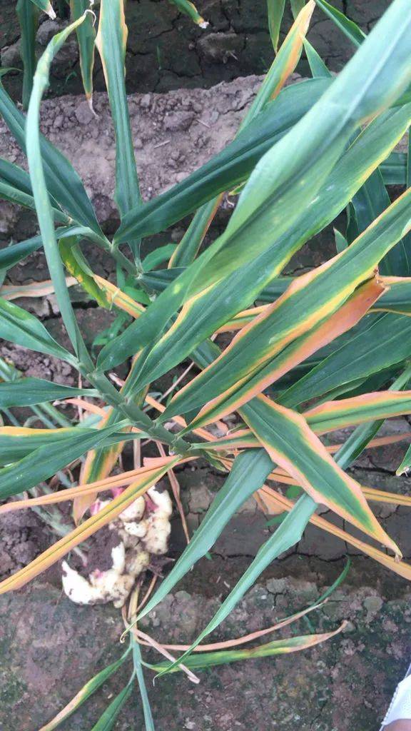 大姜红叶的原因,发病症状及酵素农业生态防控技术