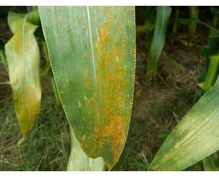 高温高湿,警惕玉米锈病,一旦出现抓紧防治!