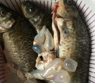 鱼之特殊部位：南方抢着要，北方瞧不上，鱼贩还私留