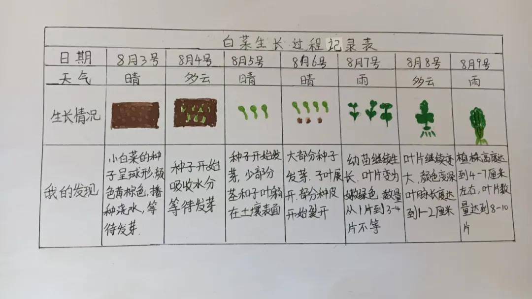 植物种子调查表图片